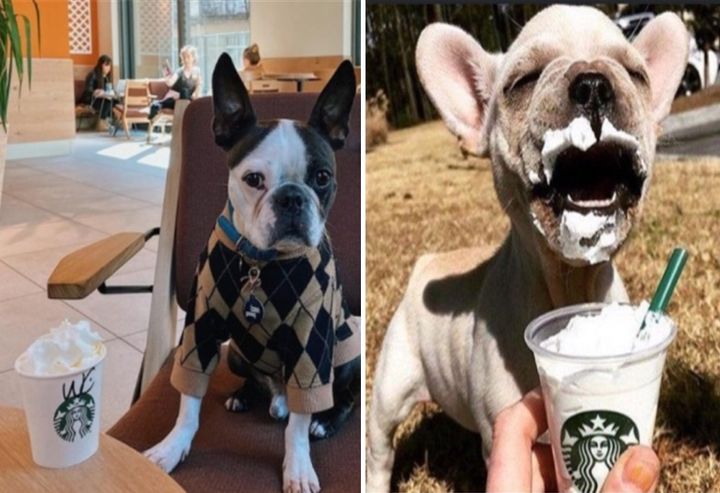 [서울=뉴시스]대한상공회의소와 산업통상자원부는 30일 '산업융합 규제샌드박스 심의위원회'를 열고 '반려동물 사료 즉석조리·판매 서비스'의 실증 특례를 승인했다. photo@newsis.com *재판매 및 DB 금지