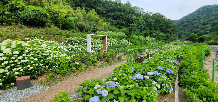 [광주=뉴시스] 무등산 자락 '동적골 수국동산'. (사진=광주시청 제공). photo@newsis.com *재판매 및 DB 금지