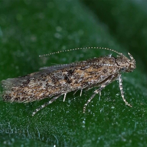 [울산=뉴시스] 박수지 기자 = 토마토뿔나방 성충 모습. (사진=울산시 제공) 2025.05.31. photo@newsis.com *재판매 및 DB 금지