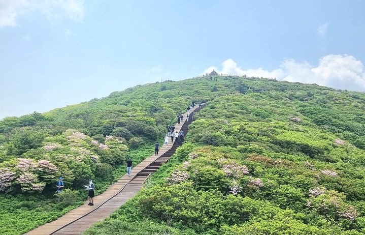 [구례=뉴시스] 1일 지리산 노고단 정상 부근에 철쭉이 활짝 피어있다. (사진=구례군 제공) 2025.06.01. photo@newsis.com *재판매 및 DB 금지