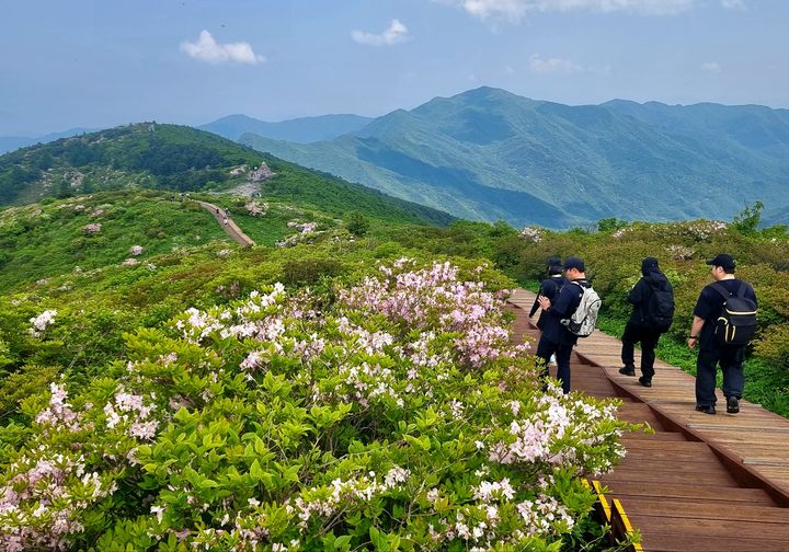 [구례=뉴시스] 1일 지리산 노고단 정상 부근에 철쭉이 활짝 피어있다. (사진=구례군 제공) 2025.06.01. photo@newsis.com *재판매 및 DB 금지