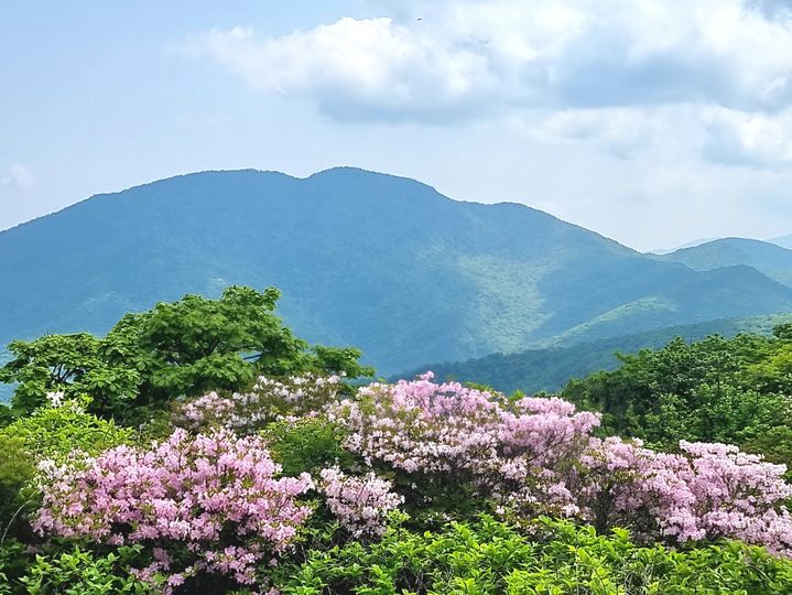 [구례=뉴시스] 1일 지리산 노고단 정상 부근에 철쭉이 활짝 피어있다. (사진=구례군 제공) 2025.06.01. photo@newsis.com *재판매 및 DB 금지