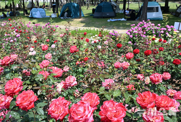 [인천=뉴시스] 전진환 기자 = 낮 최고기온이 30도를 나타낸 1일 인천&nbsp; 연수구 송도국제도시 해돋이공원 장미원을 찾은 시민들이 그늘막에서 더위를 피하고 있다. 2025.06.01.&nbsp; amin2@newsis.com