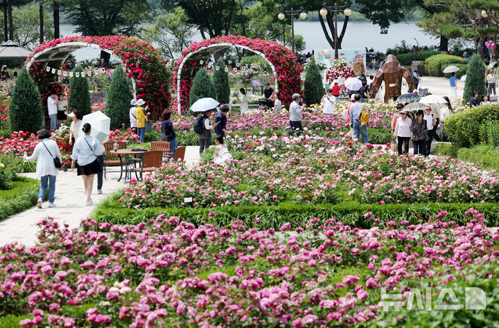 [과천=뉴시스] 김진아 기자 = 1일 경기 과천시 서울대공원 테마가든에서 열린 '장미원 및 식물원 축제'를 찾은 시민들이 장미 정원을 걷고 있다.&nbsp; 서울대공원이 오는 6월 8일까지 테마가든 장미원과 식물원 전시온실 등에서 진행하는 이번 축제는 장미를 비롯해 공원을 가득 메운 다양한 식물을 관찰하고 체험할 수 있는 ‘자연체험프로그램’으로 꾸며질 예정이다. 2025.06.01. bluesoda@newsis.com