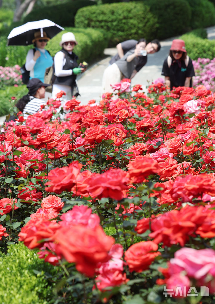 [과천=뉴시스] 김진아 기자 = 1일 경기 과천시 서울대공원 테마가든에서 열린 '장미원 및 식물원 축제'를 찾은 시민들이 장미 정원을 걷고 있다.&nbsp; 서울대공원이 오는 6월 8일까지 테마가든 장미원과 식물원 전시온실 등에서 진행하는 이번 축제는 장미를 비롯해 공원을 가득 메운 다양한 식물을 관찰하고 체험할 수 있는 ‘자연체험프로그램’으로 꾸며질 예정이다. 2025.06.01. bluesoda@newsis.com