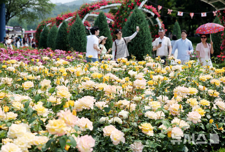 [과천=뉴시스] 김진아 기자 = 1일 경기 과천시 서울대공원 테마가든에서 열린 '장미원 및 식물원 축제'를 찾은 시민들이 장미 정원을 걷고 있다.&nbsp; 서울대공원이 오는 6월 8일까지 테마가든 장미원과 식물원 전시온실 등에서 진행하는 이번 축제는 장미를 비롯해 공원을 가득 메운 다양한 식물을 관찰하고 체험할 수 있는 ‘자연체험프로그램’으로 꾸며질 예정이다. 2025.06.01. bluesoda@newsis.com
