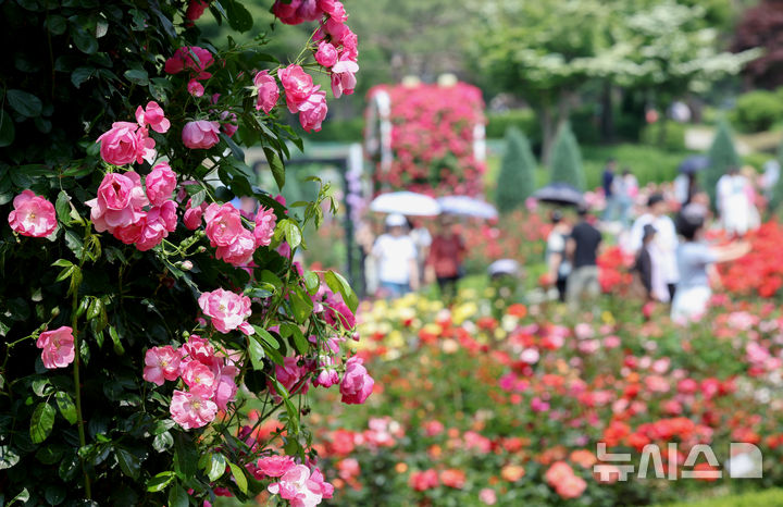 [과천=뉴시스] 김진아 기자 =&nbsp; 1일 경기 과천시 서울대공원 테마가든에서 열린 '장미원 및 식물원 축제'를 찾은 시민들이 장미 정원을 걷고 있다.&nbsp;&nbsp;&nbsp; 서울대공원이 오는 6월 8일까지 테마가든 장미원과 식물원 전시온실 등에서 진행하는 이번 축제는 장미를 비롯해 공원을 가득 메운 다양한 식물을 관찰하고 체험할 수 있는 ‘자연체험프로그램’으로 꾸며질 예정이다. 2025.06.01. bluesoda@newsis.com