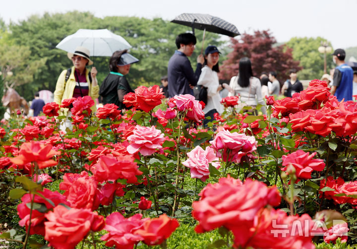 [과천=뉴시스] 김진아 기자 = 1일 경기 과천시 서울대공원 테마가든에서 열린 '장미원 및 식물원 축제'를 찾은 시민들이 장미 정원을 걷고 있다.&nbsp; 서울대공원이 오는 6월 8일까지 테마가든 장미원과 식물원 전시온실 등에서 진행하는 이번 축제는 장미를 비롯해 공원을 가득 메운 다양한 식물을 관찰하고 체험할 수 있는 ‘자연체험프로그램’으로 꾸며질 예정이다. 2025.06.01. bluesoda@newsis.com