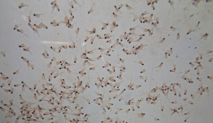 [안동=뉴시스] 갓 부화된 열목어. (사진=경북도 제공) 2025.06.02. photo@newsis.com *재판매 및 DB 금지