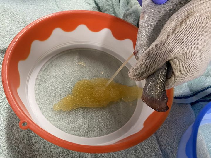 [안동=뉴시스] 열목어 채란. (사진=경북도 제공) 2025.06.02. photo@newsis.com *재판매 및 DB 금지