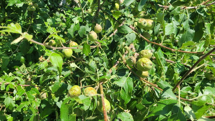 [밀양=뉴시스] 우박으로 피해를 입은 사과 열매. (사진=밀양시 제공) 2025.06.02. photo@newsis.com&nbsp; *재판매 및 DB 금지