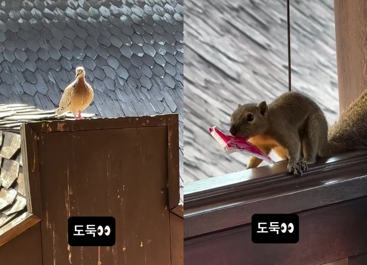 [서울=뉴시스] 고윤정이 찍은 새와 다람쥐. (사진=고윤정 인스타그램 캡처) 2025.06.02. photo@newsis.com *재판매 및 DB 금지
