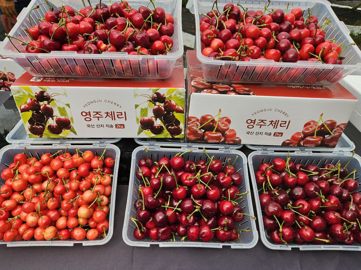  [영주=뉴시스] 영주 체리 (사진=영주시 제공) 2025.06.02. photo@newsis.com *재판매 및 DB 금지