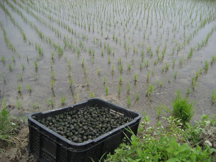 [청주소식]벼 재배 농가 1831호에 우렁이 130t 공급 등