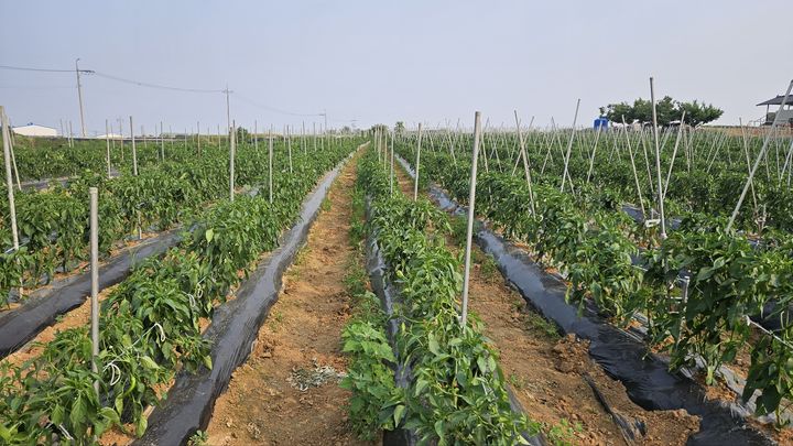 "고추 탄저병·바이러스 예방" 익산시, 선제 방제 권고