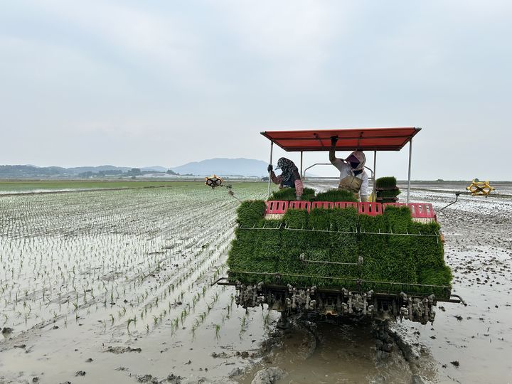 [홍성=뉴시스] 충남지역 모내기 모습. (사진=뉴시스 DB). photo@newsis.com&nbsp; *재판매 및 DB 금지