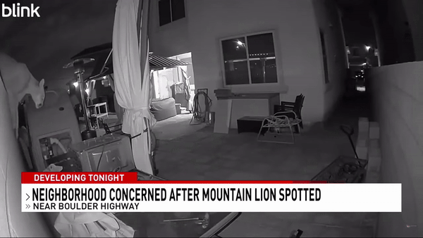 [뉴시스] 미국 네바다주의 한 가정집 뒷마당에 들어온 퓨마가 구석에 자리를 잡고 있다. (사진=News 3 Las Vegas) 2025.04.28. *재판매 및 DB 금지 *재판매 및 DB 금지