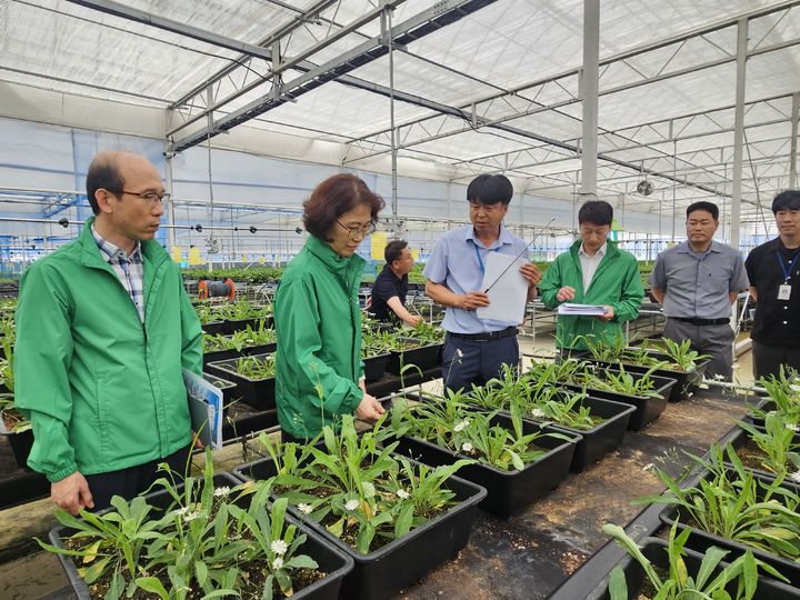 [옥천=뉴시스] 이미라 산림청(왼쪽서 두번째) 차장이 2일 충청북도 산림바이오센터를 방문해 씀바귀 생산현황을 점검하고 있다.(사진=산림청 제공) *재판매 및 DB 금지