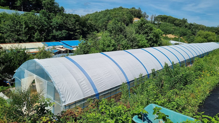 [고성=뉴시스] 시설하우스 지붕 차열망 설치 모습.(사진=고성군 제공)photo@newsis.com *재판매 및 DB 금지