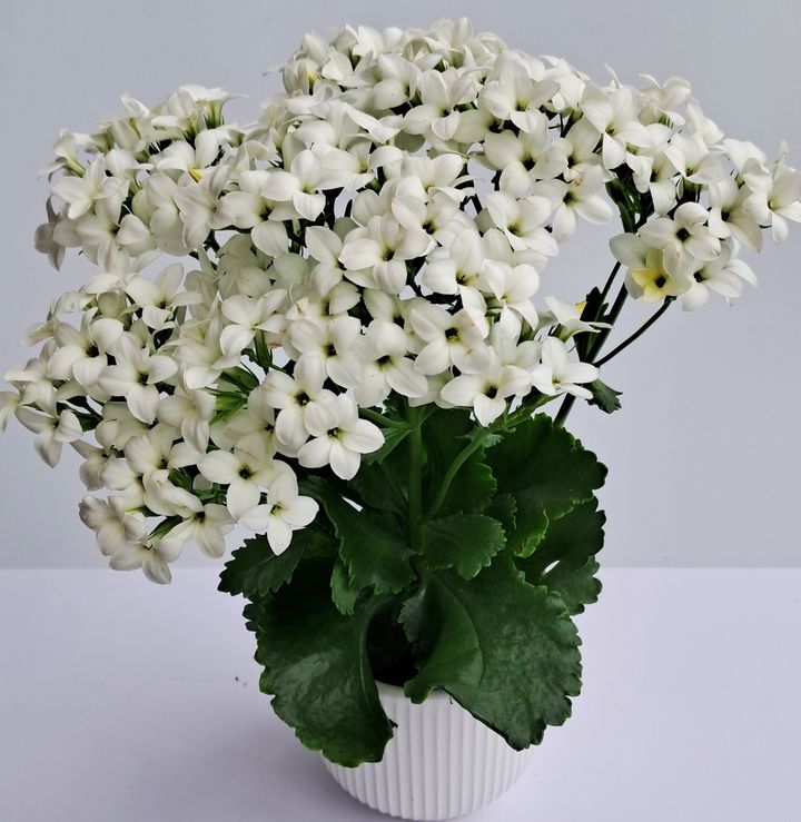 [수원=뉴시스] 화이트틴. (사진=경기도농기원 제공) 2025.06.03. photo@newsis.com *재판매 및 DB 금지