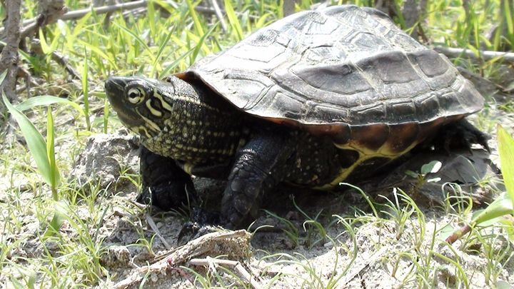 [당진=뉴시스] 남생이 (사진=뉴시스 DB). photo@newsis.com *재판매 및 DB 금지