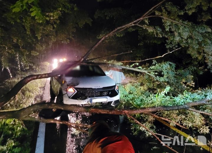 [제주=뉴시스] 2일 오후 제주시 오라동에서 운전 중인 차량 위로 나무가 쓰러져 소방당국이 수습에 나서고 있다. (사진=제주소방안전본부 제공) 2025.06.03. photo@newsis.com
