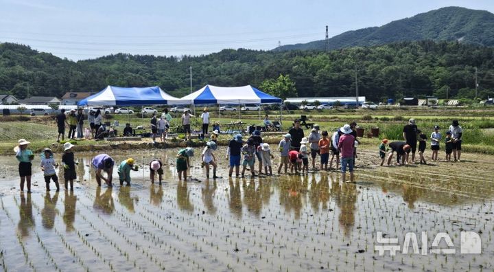 [포항=뉴시스] 송종욱 기자 = 포항시는 '어린이 농부학교' 수업의 하나로 지난달 30일 남구 대송면 장동리 논에서 논농사 실습 교육을 했다. 사진은 어린이 등 가족이 참여해 모내기 체험을 하는 모습. (사진=포항시 제공) 2025.06.03. photo@newsis.com