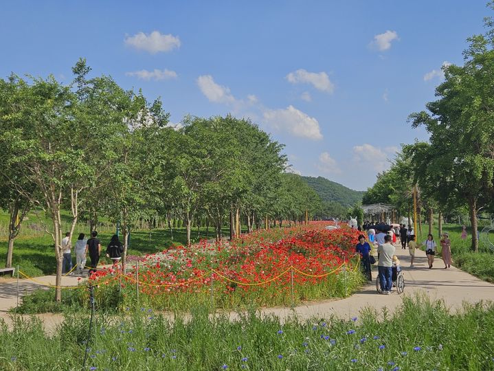 [가평=뉴시스] 이호진 기자=3일 자라섬 꽃 축제장을 찾은 관람객들이 일행들과 즐거운 시간을 보내고 있다. 2025.06.03. asake@newsis.c.om *재판매 및 DB 금지