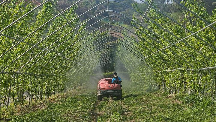 [진주=뉴시스] 재배농가에 돌발해충 방제 모습. (사진=진주시 제공) 2025.06.04. photo@newsis.com *재판매 및 DB 금지