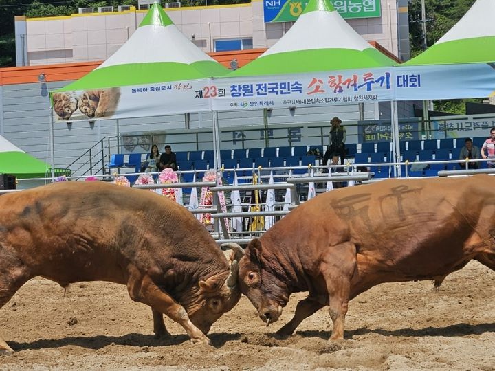 [창원=뉴시스] 강경국 기자 = 제23회 창원 전국민속 소 힘겨루기 대회가 5월29일부터 6월2일까지 경남 창원시 의창구 북면 마금산온천 지구 내에서 개최되고 있다. (사진=창원시청 제공). 2025.06.04. photo@newsis.com *재판매 및 DB 금지