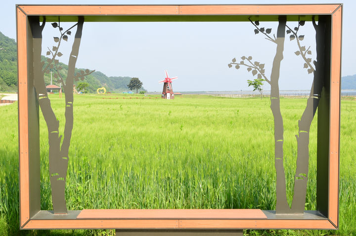 [인천=뉴시스] 인천 강화군 교동도 청보리 정원. (사진=강화군 제공) 2025.06.04. photo@newsis.com *재판매 및 DB 금지