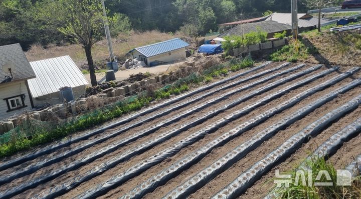  [안동=뉴시스] 밭으로 변한 이재명 대통령 생가터. 2025.06.04. kjh9326@newsis.com