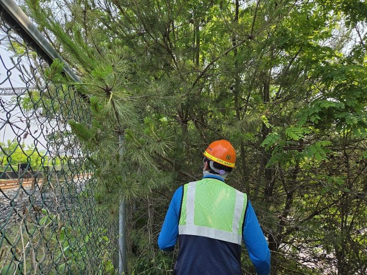 [부산=뉴시스] 코레일 부산경남 직원이 급전장애를 일으킬 수 있는 나무를 제거하고 있다. (사진=코레일 부경 제공) 2025.06.04. photo@newsis.com *재판매 및 DB 금지