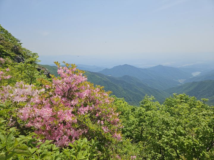 [영주=뉴시스] 김진호 기자 = 소백산국립공원에 지난 4일 철쭉꽃이 활짝 피어 있다. (사진=소백산국랍공원사무소 제공) 2025.06.04. photo@newsis.com *재판매 및 DB 금지