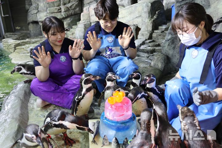 [서울=뉴시스] 국내 최고령 훔볼트 펭귄들의 '장수 펭귄 생일파티'.
