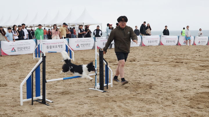 [태안=뉴시스] 지난해 6월8일 충남 태안군 안면읍 꽃지해수욕장에서 열린 제2회 반려동물 해변운동회 장애물 경주에 출전한 한 반려동물이 경기를 치르고 있다. (사진=태안군 제공) 2025.06.04. photo@newsis.com *재판매 및 DB 금지