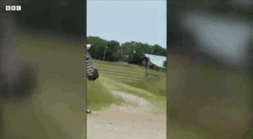 [뉴시스]미국 테네시주에서 반려 얼룩말이 탈주해 고속도로가 폐쇄되는 등 소동이 벌어졌다. (사진=뉴욕포스트) *재판매 및 DB 금지 *재판매 및 DB 금지