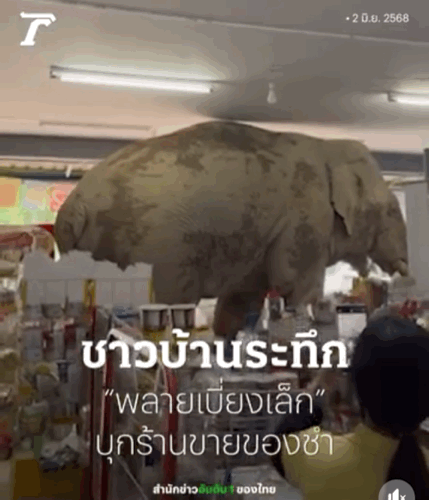 [뉴시스] 태국 북동부의 한 편의점에서 거대한 야생 코끼리가 쌀 과자를 먹어치운 뒤 아무렇지 않게 자리를 뜨는 영상이 공개돼 온라인상에서 화제를 모으고 있다. (영상=face book, Here is Khao Yai) *재판매 및 DB 금지 *재판매 및 DB 금지