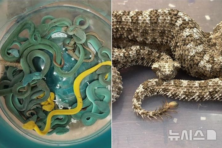 [뉴시스]인도 뭄바이 공항에서 44마리의 뱀을 밀반입하려던 승객이 세관에 덜미를 잡혔다. (사진=더스트레이트타임스) 