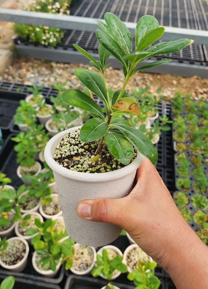 [대전=뉴시스] 5일 국립세종수목원서 열리는 '자생식물과 산림생물다양성 바로 알기 캠페인' 때 분양하는 돈나무. (사진=산림청 제공) 2025.06.04. photo@newsis.com&nbsp; *재판매 및 DB 금지