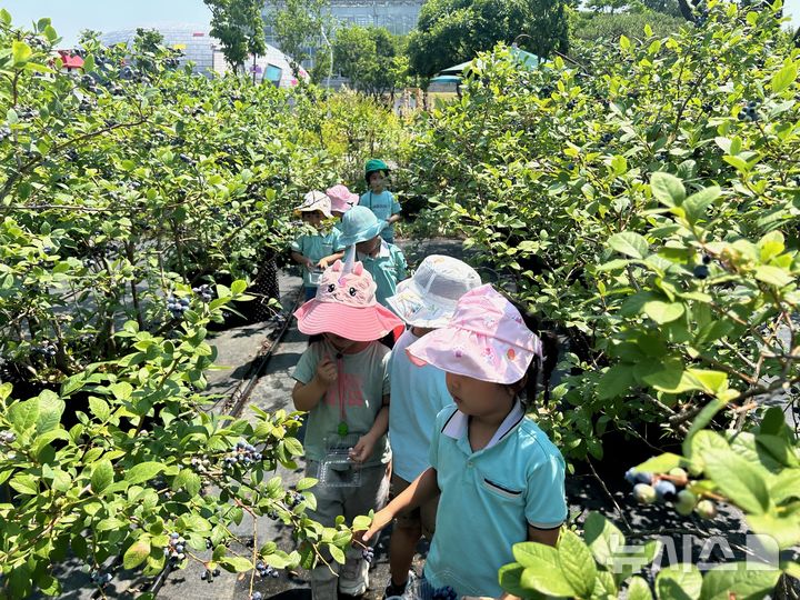경주 동궁원, 블루베리 열매따기 체험장 