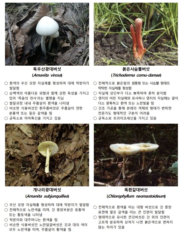 [서울=뉴시스] 5일 식품업계와 의료계에 따르면 우리나라에는 1900여종의 버섯이 자생하는 것으로 알려져 있는데 이중 식용 가능한 버섯은 약 400여종(약 21%)에 불과하다. 사진은 장마철 주의가 필요한 대표적인 독버섯.(사진=식약처·농촌진흥청 제공) 2025.06.05. photo@newsis.com *재판매 및 DB 금지