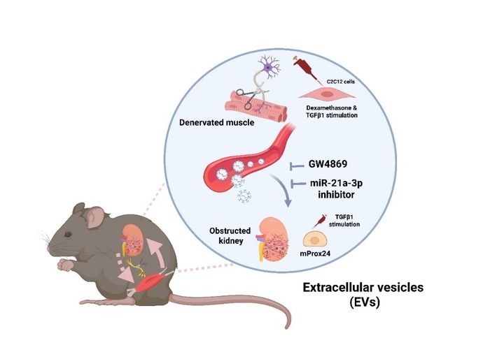 원광대 진은정 교수 연구팀 연구자료 (사진=원광대 제공) *재판매 및 DB 금지