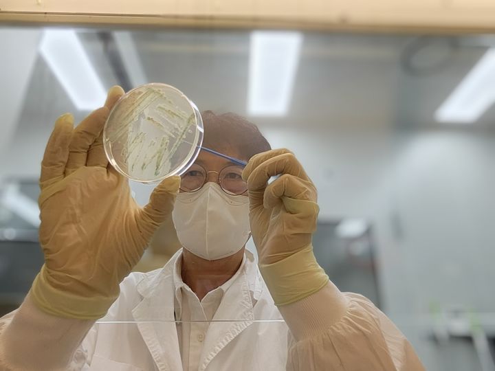 [수원=뉴시스] 비브리오패혈증균 분리 모습. (사진=경기도보건환경연구원 제공) 2025.06.05. photo@newsis.com *재판매 및 DB 금지