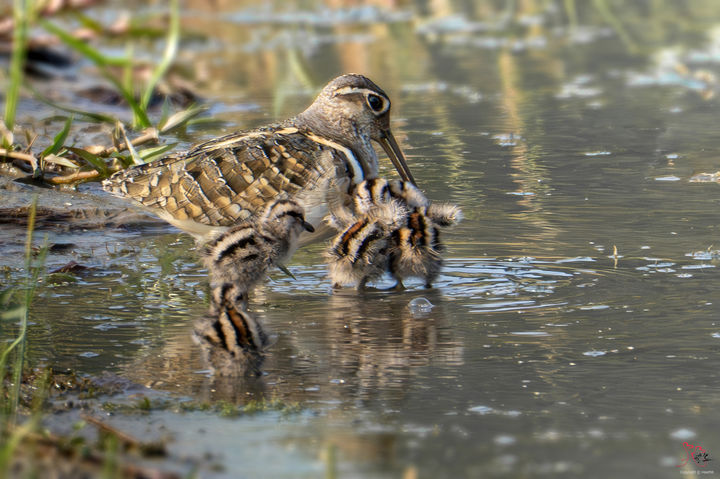 [울산=뉴시스] 울산시는 천연기념물인 ‘호사도요’가 울주군 온양읍 남창 들녘에서 처음으로 관찰됐다고 8일 밝혔다. (사진= 조현표 씨 제공) 2025.06.08.photo@newsis.com *재판매 및 DB 금지