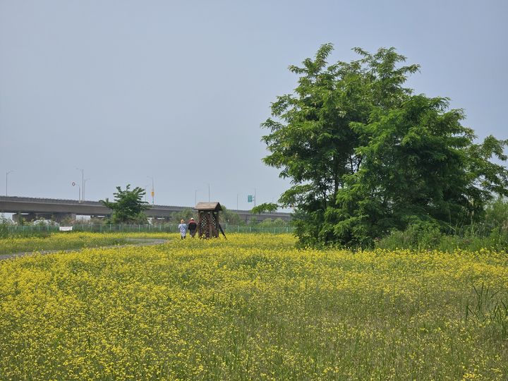 [인천=뉴시스] 인천도시공사가 인천 송도국제도시 R2부지에 조성한 유채꽃밭 모습. (사진=인천도시공사 제공) 2025.06.05. photo@newsis.com *재판매 및 DB 금지