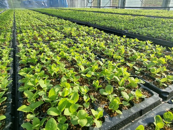 [진주=뉴시스]경남농업기술원, 도라지 플러그 묘.(사진=경남농업기술원 제공).2025.06.05.photo@newsis.com *재판매 및 DB 금지