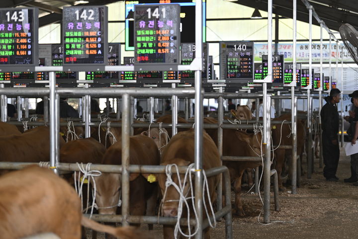 [남원=뉴시스] 남원가축시장, 거래 대상 가축마다 상태 및 상황을 알리는 전광판이 설치돼 있다. **기사 내용과 관련 없습니다** *재판매 및 DB 금지