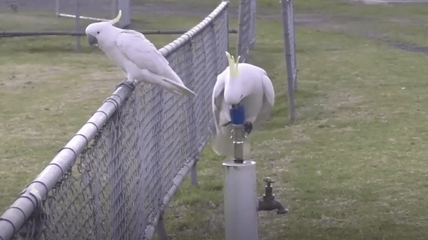 [서울=뉴시스] 호주의 야생 큰유황앵무새가 공공 음수대의 수도꼭지를 발로 조작해 물을 마시는 모습이 포착됐다. (사진 = 라이브사이언스 갈무리) 2025.06.05. *재판매 및 DB 금지 *재판매 및 DB 금지