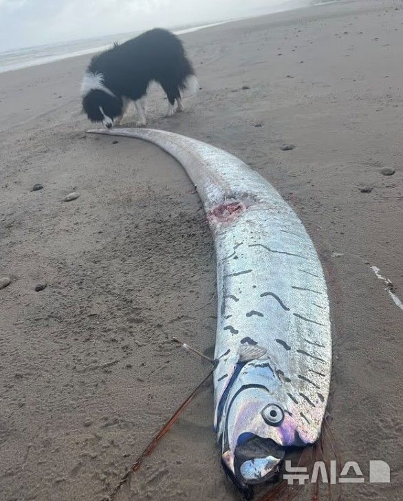 [뉴시스] 2일(현지시각) 호주 태즈메이니아 해변에서 발견된 희귀 청새치가 불길한 징조로 해석되며 온라인에서 화제를 모았다. (사진=Dailymail) 2025.06.04 